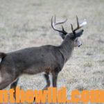 Learn Some of the Sounds Deer Make to Hunt Smarter Day 3: Why Use the Contact and Fawn Calls for Deer