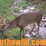 Tree Stands – Friends or Foes for Deer Hunters Day 2: What about Deer Hunters and Tree Steps