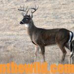 How to Bag a Buck Deer at the Beginning of the Season Day 3: Choose Morning and Evening Stands Where You’ll Hunt Deer