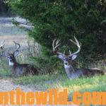 Ten Secrets to Finding and Taking Trophy Buck Deer Day 5: Secrets #8, 9 & 10 – Learn Places to Bag Big Deer – Croplands, Roads and Cattle Pastures
