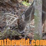 Weird Ways to Bag Buck Deer Day 3: Understand That Predators May Lure Deer