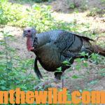 How to Take Early Season Turkeys Day 1: Search for Turkeys on Rainy Days