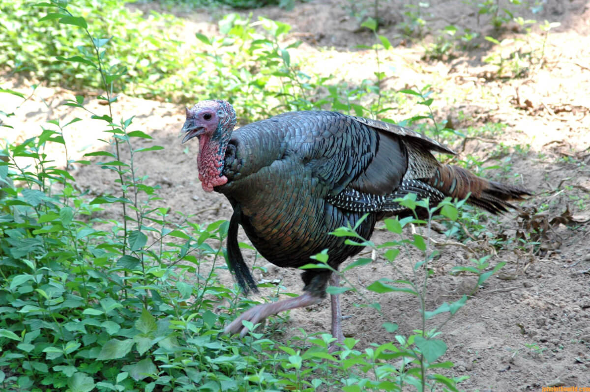 how-to-take-early-season-turkeys-day-1-search-for-turkeys-on-rainy