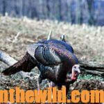 How to Take Early Season Turkeys Day 4: Know what to Do About a Hushed Mouth Gobbler