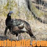 Tools You Need to Take Turkeys Day 2: Muzzleloading and Bowhunting Turkeys