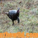 What to Do for A Successful Turkey Hunt Day 4: How to Get Ready to Shoot When a Turkey’s Closing Ground