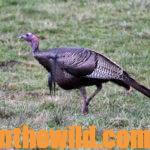 What to Do for A Successful Turkey Hunt Day 3: When You Set-Up a Second Time on a Turkey