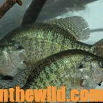 Where to find Crappie When They’re Not on the Banks Day 1: Where’s the Most Consistent and Successful Crappie Fishing