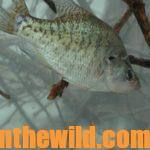 Prepare Now to Catch Big April Crappie Day 1: Understand How Crappie Act in April