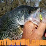 Prepare Now to Catch Big April Crappie Day 4: Think Like Big April Crappie – Crappie Farmers and Navigators