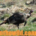 How to Locate and Take Tough Turkeys Day 1: How to Hunt a Circling Turkey
