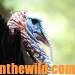 How to Locate and Take Tough Turkeys Day 2: How Some Turkeys Can Kill Your Season