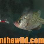 Where to find Crappie When They’re Not on the Banks Day 5: How to Catch Crappie in the Mouths of Creeks