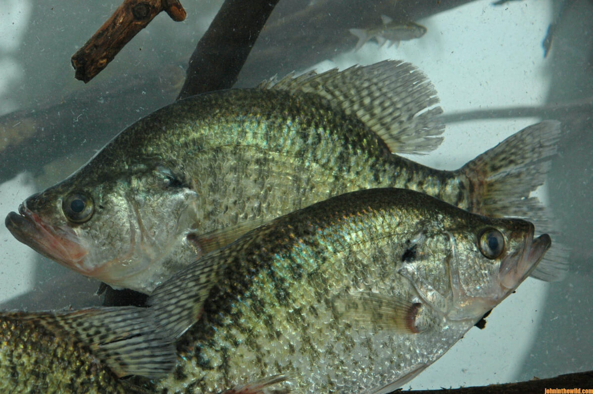 Search for Structure to Find More Crappie - John In The WildJohn