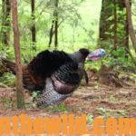 How Alex Rutledge Finds and Takes Turkeys Day 4: How to Hunt Turkeys on Rough Terrain
