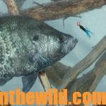 Prepare Now to Catch Big April Crappie Day 3: Know More Tips for Catching Big April Crappie