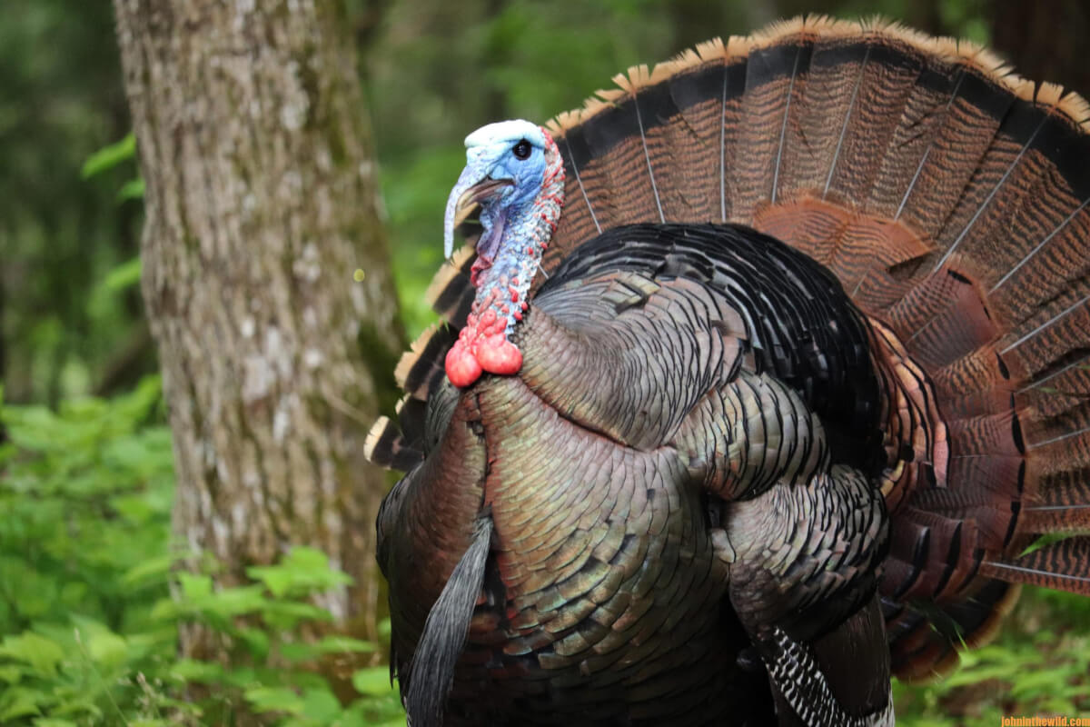 How Alex Rutledge Finds And Takes Turkeys Day 3: How To Hunt Turkeys On 