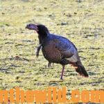 How to Locate and Take Tough Turkeys Day 3: How to Hunt and Take Public Land Turkeys