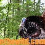 Lessons Learned to Take Bad Turkeys with J. Wayne Fears Day 2: Hunting the Reincarnation Turkey