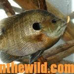 Have Fun and Catch Big Bream Day 4: How to Catch Boat Ramp Bluegills and Build Bream Attractors