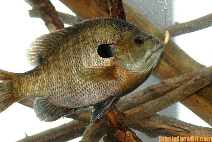 Have Fun and Catch Big Bream Day 4: How to Catch Boat Ramp Bluegills and  Build Bream Attractors - John In The WildJohn In The Wild