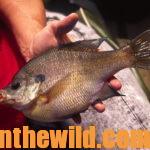 Have Fun and Catch Big Bream Day 5: Why Use High Tech Methods Like GPS and Depth Finders to Identify Bluegill Beds