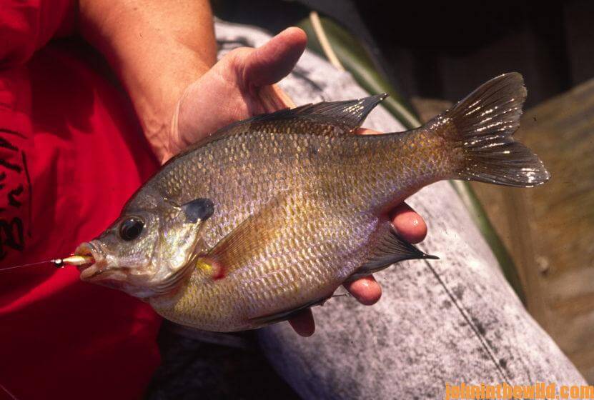 Have Fun and Catch Big Bream Day 5: Why Use High Tech Methods Like GPS and  Depth Finders to Identify Bluegill Beds - John In The WildJohn In The Wild