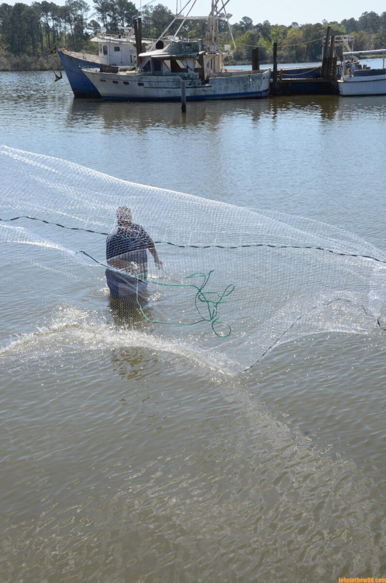 Use Cast Nets to Catch Bait and Fish for Fun and Money Day 5: The