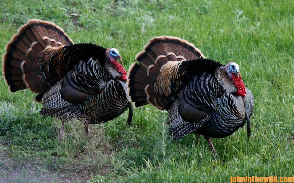 Lessons Learned to Take Bad Turkeys with J. Wayne Fears Day 5: Taking ...