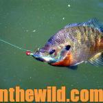 Have Fun and Catch Big Bream Day 3: How to Catch Boathouse Bluegills