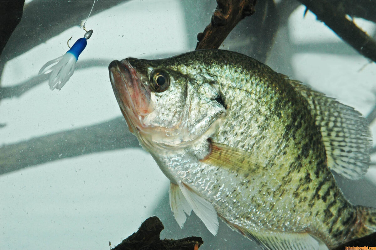 Lure Recipe: How To Make Bluegill Jigs With Craft Fur - Jig Is Up Lurecraft