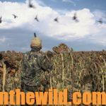 How to Be a Better Dove Hunter Day 3: Learn about Guns and Shells for Dove Hunting