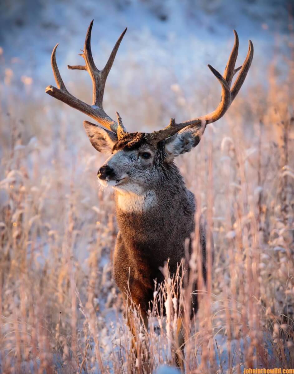 Mule Deer Buck at Sunrise - John In The WildJohn In The Wild | John E ...