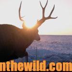 Brenda Valentine Hunts Mule Day 4: A Wyoming Mule Deer for Brenda Valentine