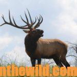 The Hunt for Hook: The Record Book Bow Elk with Pat Reeve Day 2: The Beginning of Pat Reeve’s Kentucky Elk Hunt for Hook