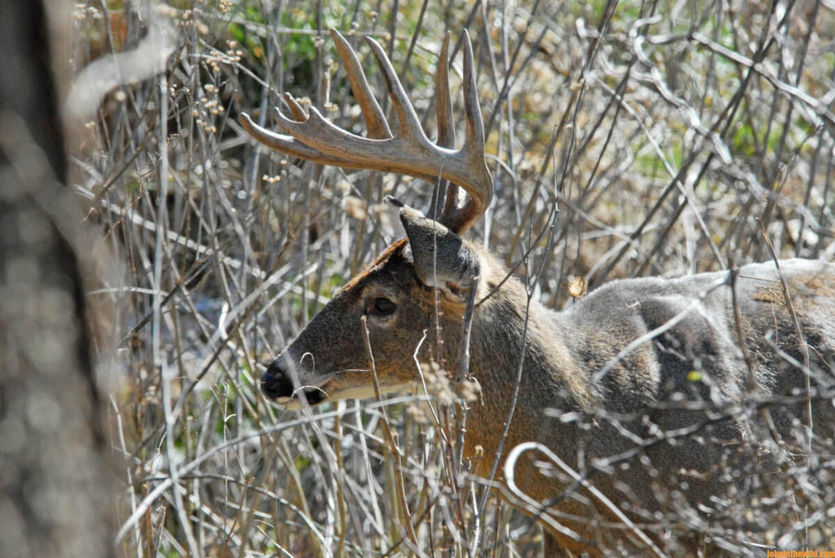 Deer Getting Ready Getting Ready for Bowhunting Deer Season Day 5: Remembering to Continue ...