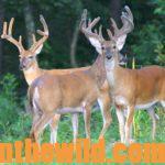 Getting Ready for Bowhunting Deer Season Day 1: Understanding the Importance of Planting to Get Ready to Bowhunt Deer