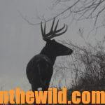 Silent Stalking for Deer Helps You Take More Bucks Day 1: Stalk Hunting Buck Deer in the Woods