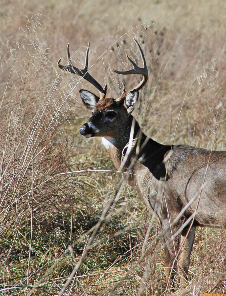 Alan Benton Shares his Deer Hunting Secrets Day 4: Alan Benton Asks ...