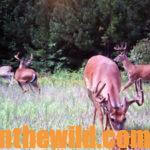 Alan Benton Shares his Deer Hunting Secrets Day 3: Alan Benton has Learned the Value of Hunting Deer on Small Properties