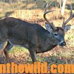 Make a Buck Come to You Day 5: Build a Honey Hole to Take Buck Deer