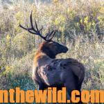 Hunting Montana Elk with Shawn Fulton Day 2: You Can Find Elk Where You’ve Never Hunted Before with Shawn Fulton