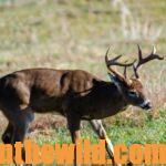 Hunting the Deer Rut Day 5: Meet Buck Deer Like Dodger