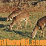 Hunting the Deer Rut Day 1: Hunt the Doe Deer and Learn What They Can Teach Us in the Rut