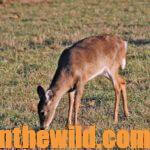 Hunting the Deer Rut Day 3: Realize Does Can Direct You to a Buck Deer