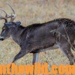 Hunt the Storm Fronts for Deer Day 5: Hunting from Tree Stands and Tips for Taking Deer in Bad Weather