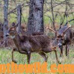 Hunting the Deer Rut Day 4: Know Intruder Bucks Are Another Problem Dominant Buck Deer Must Solve During the Rut