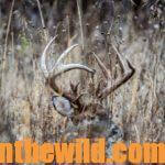 Hunt the Storm Fronts for Deer Day 4: Hunting Deer Beds for White-tailed Deer