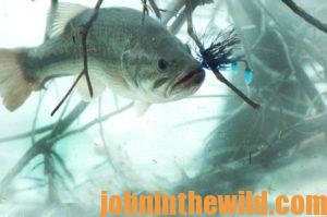 Where and How to Catch Bass in January and February with Bass Pros Day 2:  Davy Hite on East Coast January Bassing - John In The WildJohn In The Wild