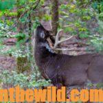 Hunt the Storm Fronts for Deer Day 3: Hunting Fronts for Buck Deer